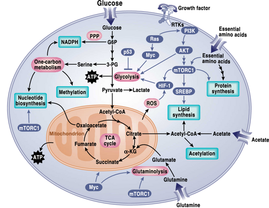 7 Cancer Pathways Simply Explained